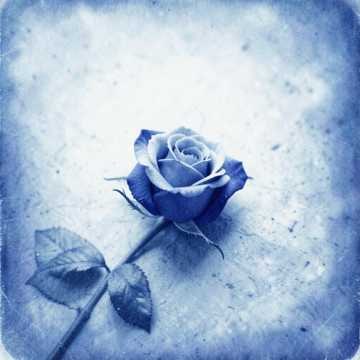 Música para Rose