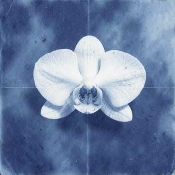 Música para Mariana minha Margarida